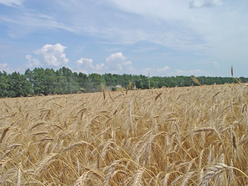 Рослинництво в Агро-Союзі