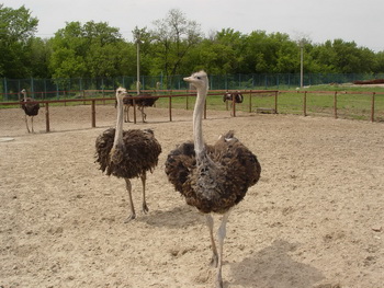 Ostrich farming