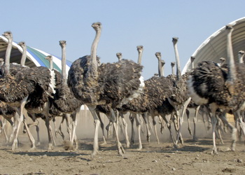 Ostrich farming